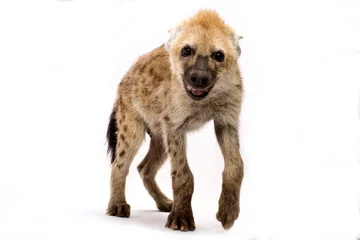 Abwaschbare Fototapete Hyäne Spotted hyena (Crocuta crocuta)