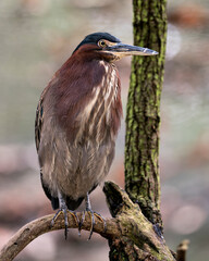 Green Heron Stock Photos. Perched on a branch displaying blue feathers, body, beak, head, eye, feet with a blur background in its environment and surrounding. Image. Picture. Portrait.