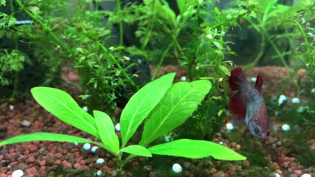 Kampffisch im Aquarium