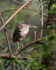 Green Heron Stock photo.   Perched on a branch, showing its body, head, eye, beak, feet with a blur background in its habitat and environment. Image. Picture. Portrait.