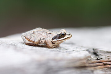 a small frog sits on the Board