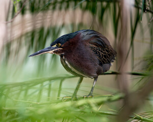 Green Heron Stock photo.  Perched on a branch, showing its body, head, eye, beak, feet with a beautiful blur background in its environment and habitat. Image. Picture. Portrait.