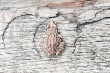 a small frog sits on the Board