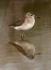 Portrait of Marsh Sandpiper at Asker Marsh, Bahrain