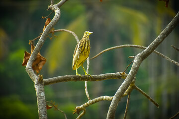 Bird sitting on a tree branch