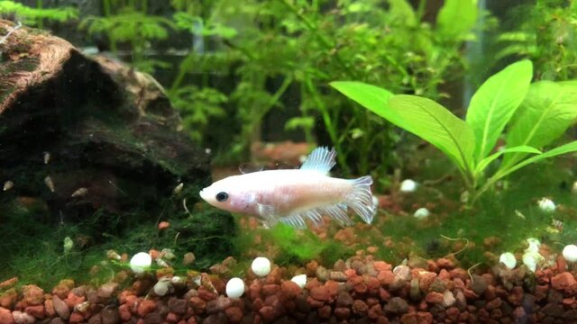 Kampffisch im Aquarium