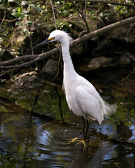 Snowy Egret Stock Photos. Image. Portrait. Picture. Beautiful white fluffy feathers plumage. Standing in water. Moss rocks. White colour.