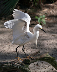 Snowy Egret Stock Photos. Snowy Egret close-up profile view with wet spread wings standing on a branch in its environment and habitat. Picture. Image. Portrait.