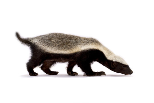 Honey Badger (Mellivora Capensis)