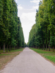 Straight road in the middle of a forest. Calmness, tranquility, no people present.