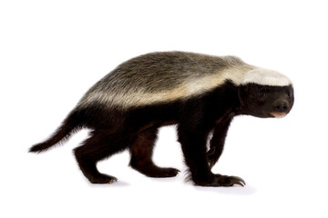 honey badger (Mellivora capensis)
