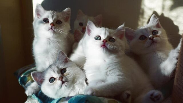 Several white kittens turn their heads in sync.