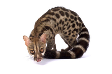 pardine genet (Genetta pardina)