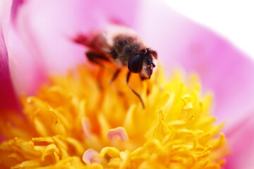 花の蜜を吸うミツバチ

