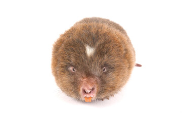 lesser bamboo rat (Cannomys badius)