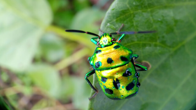 Chrysocoris stollii bug
