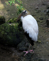 Wood Stork Stock Photos. Close-up profile standing on ground with moss rocks and foliage, displaying white and black fluffy feathers plumage, beak, legs, long neck, in its environment and habitat.