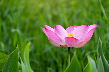 Obraz na płótnie Canvas Beautiful pink lotus flower in blooming