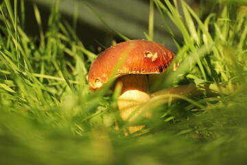 White mushroom in the grass. The mushroom is illuminated by the sun. Nature