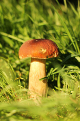 White mushroom in the grass. The mushroom is illuminated by the sun. Nature