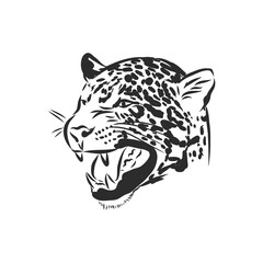 Jaguar. Hand drawn sketch illustration isolated on white background, Jaguar animal, vector sketch illustration