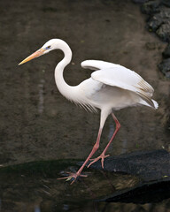 White Heron photos. Image. Portrait. Picture. Blur background. Spread wings.
