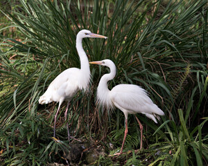 White Heron bird stock photo.  White Heron birds couple close-up profile view interacting with a...