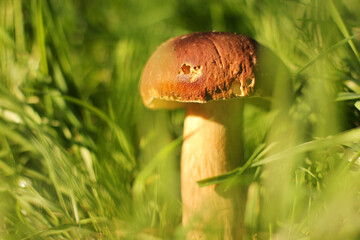 White mushroom in the grass. The mushroom is illuminated by the sun. Nature