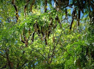 Drzewo karobowe Ceratonia siliqua z rozwijającymi się strąkami. Niedojrzały karob.