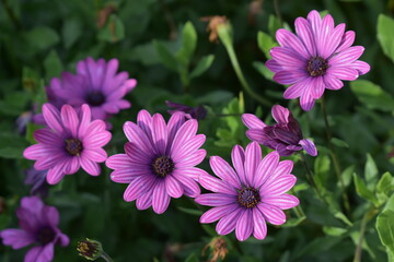 purple flowers in the garden