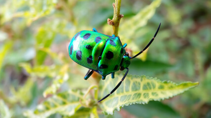 Chrysocoris stollii bug