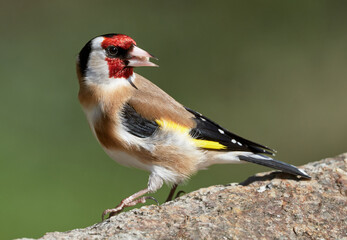 Close-up of a Goldfinch (Carduelis carduelis) eating birdfood on a rock, green natural background
