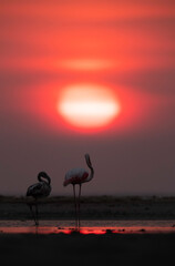 Naklejka premium Greater Flamingos and dramatic sunrise at Asker coast of Bahrain