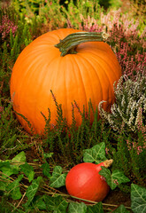 Dynia ozdobna w ogrodzie otoczona wrzosami - Pumpkin