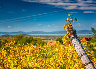 Nice vineyard in autumn