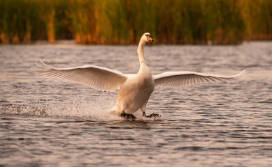 The swan that lands after the flight