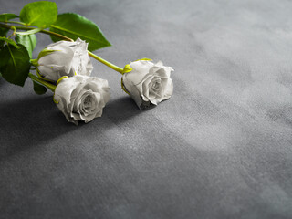 Funeral symbol. Beautiful white roses on a grey stone background.