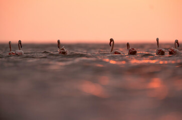 Greater Flamingos in the morning hours with dramatic bokeh of light on water, Asker coast, Bahrain