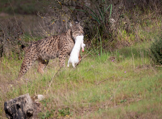 A female Iberian lynx walking with her recently hunted white rabbit in the Sierra de Andújar