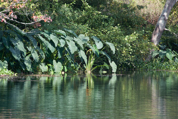 Bushes Reflected in water