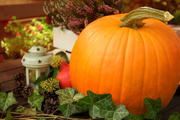 Dynia - jesienna aranżacja, wrzosy © mlaine