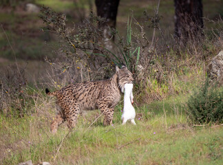 A female Iberian lynx walking with her recently hunted white rabbit in the Sierra de Andújar