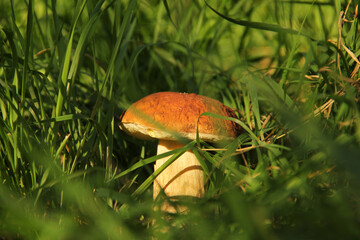 White mushroom in the grass. The mushroom is illuminated by the sun. Nature