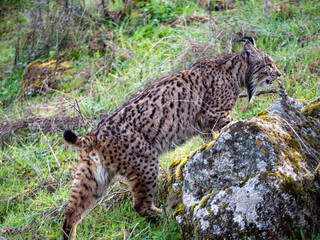 an Iberian lynx walking past the side of a rock