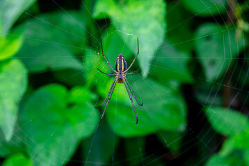 spider web insect nepal