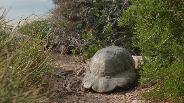 Land turtle slowly moving away. Turtle, tortoise movement. Testudo marginata. 4K