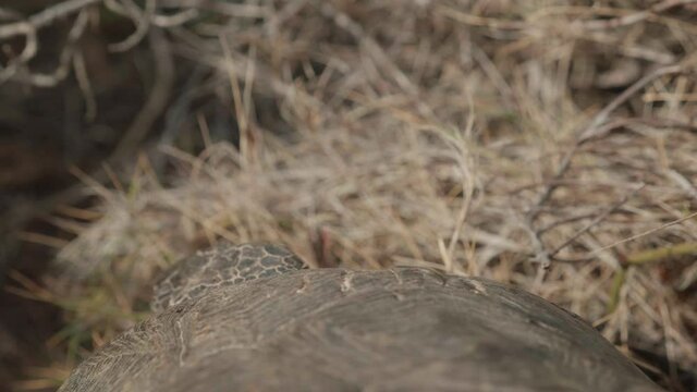 Tutrtle close up of heads and slowling moving away. Turtle walking. Tortoise, land turtle. Testudo marginata. 4K