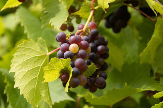 Reife rote Weintrauben an einem Zweig