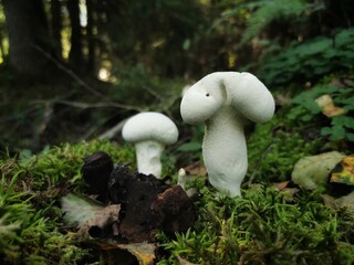 Common puffball mushroom - Lycoperdon perlatum - growing in green sphagnum moss. Close up. 