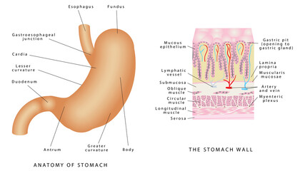 Anatomy of stomach. Stomach anatomy of the human internal digestive organ. Parts of the stomach. Stomach wall on white background. Structure and function of Stomach Anatomy system